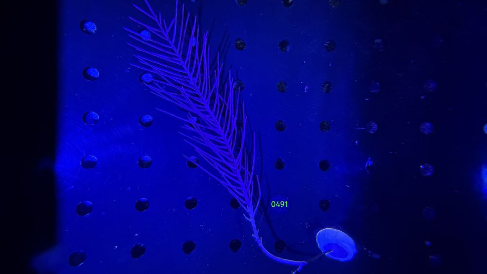 Pseudopterogorgia americana - Schleimige Meerfeder WYSIWYG 0491