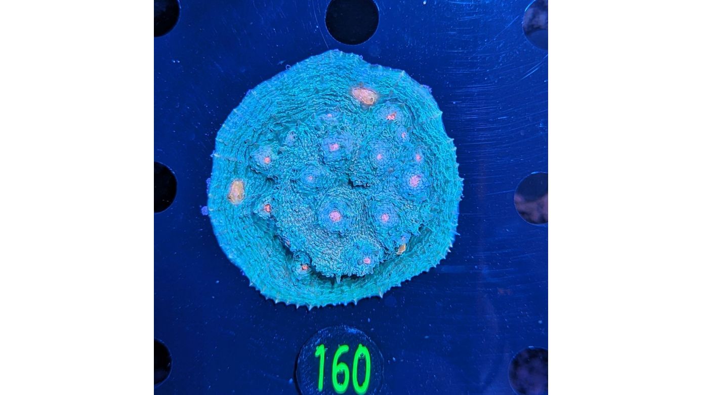 Echinophyllia sp. - Kelchkoralle Mummy Eye Deutsche Nachzucht 0160