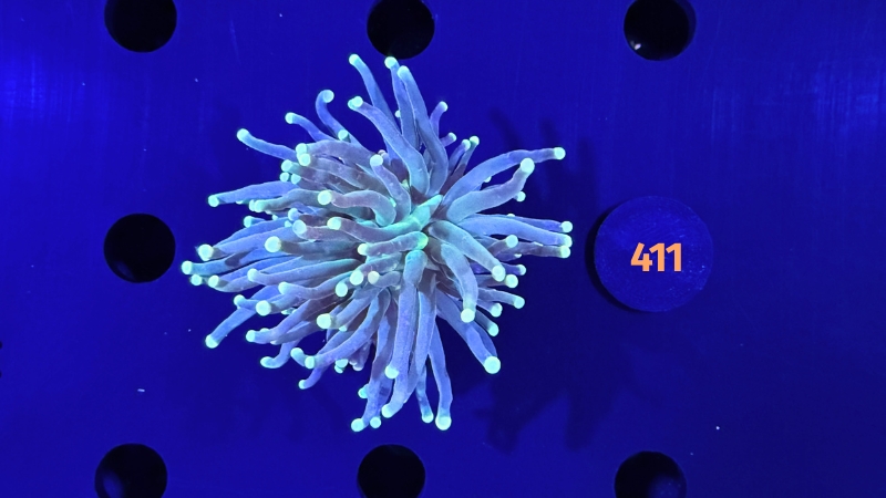 Euphyllia glabrescens - Fackelkoralle Torch 0411