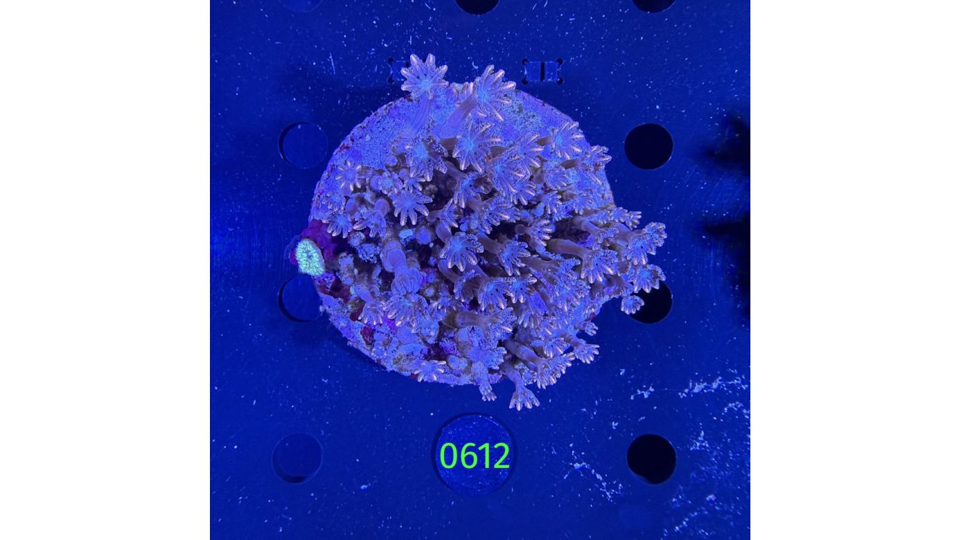 Clavularia spec. WYSIWYG 0612