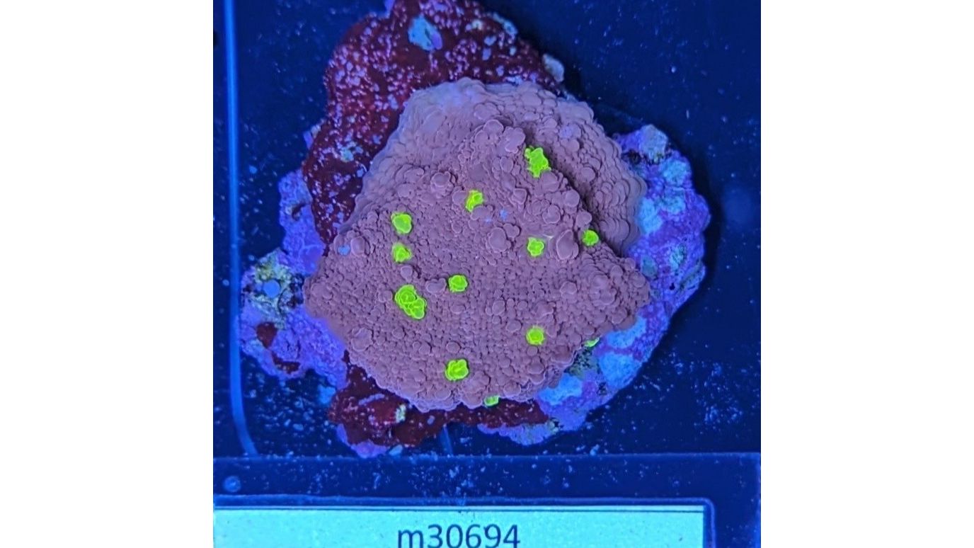 Echinophyllia sp. - Kelchkoralle Golden Eye Deutsche Nachzucht 0045