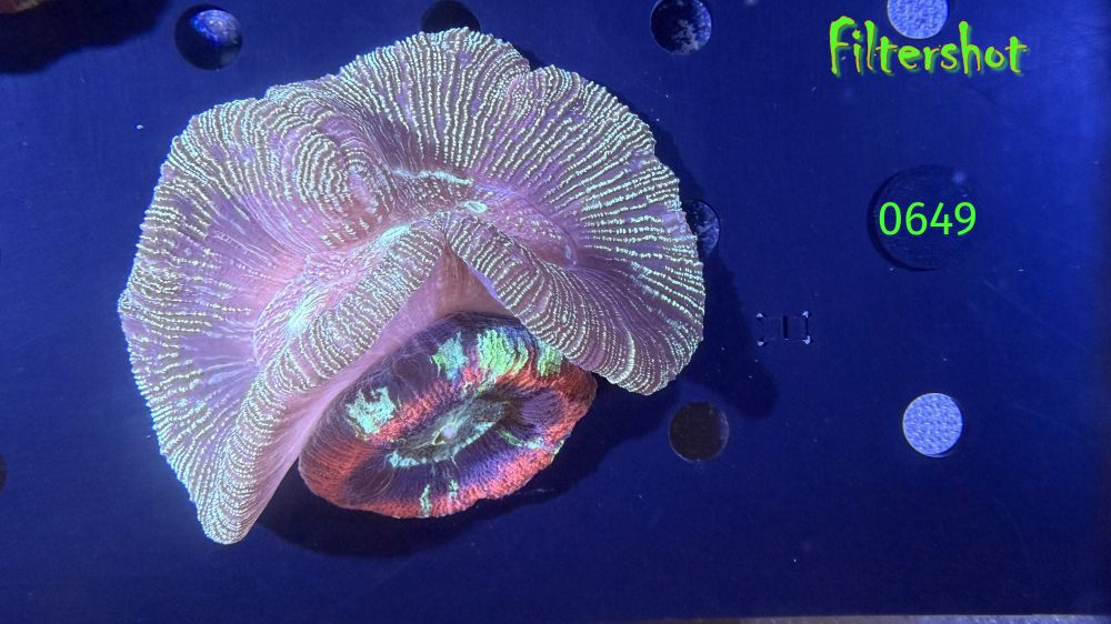 Trachyphyllia geoffroyi WYSIWYG 0649