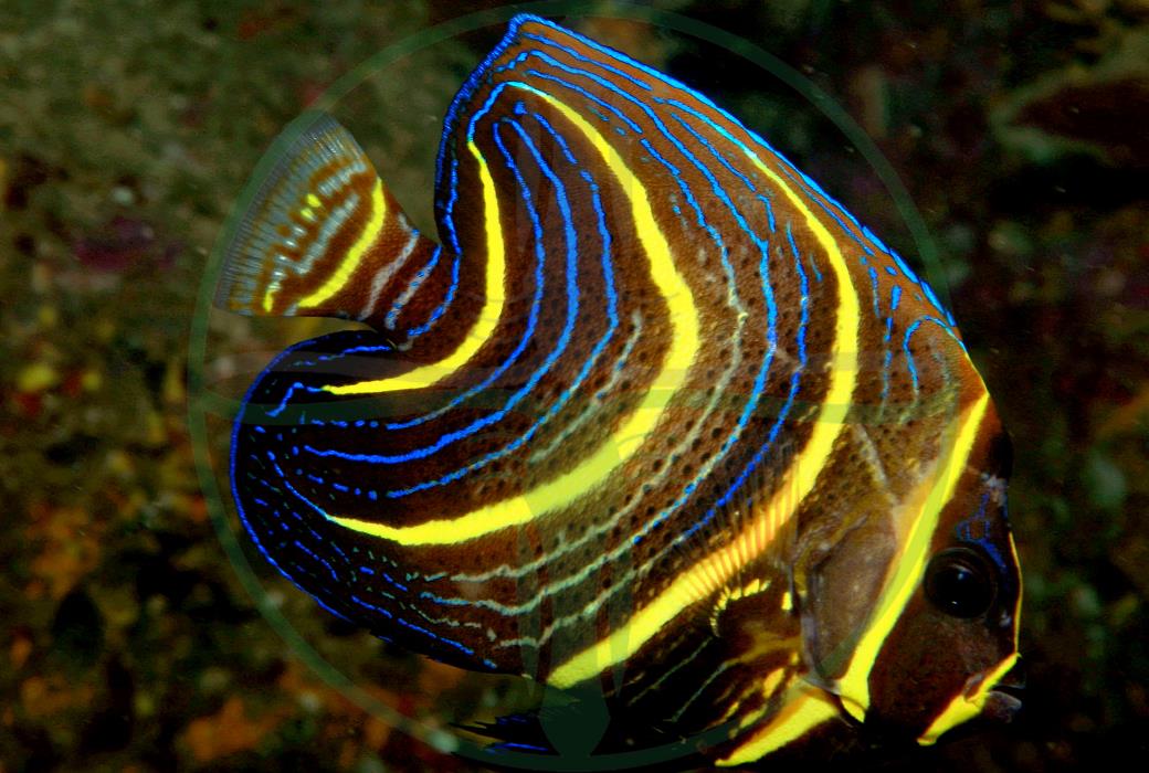 Pomacanthus zonipectus - Cortez Kaiserfisch juvenil