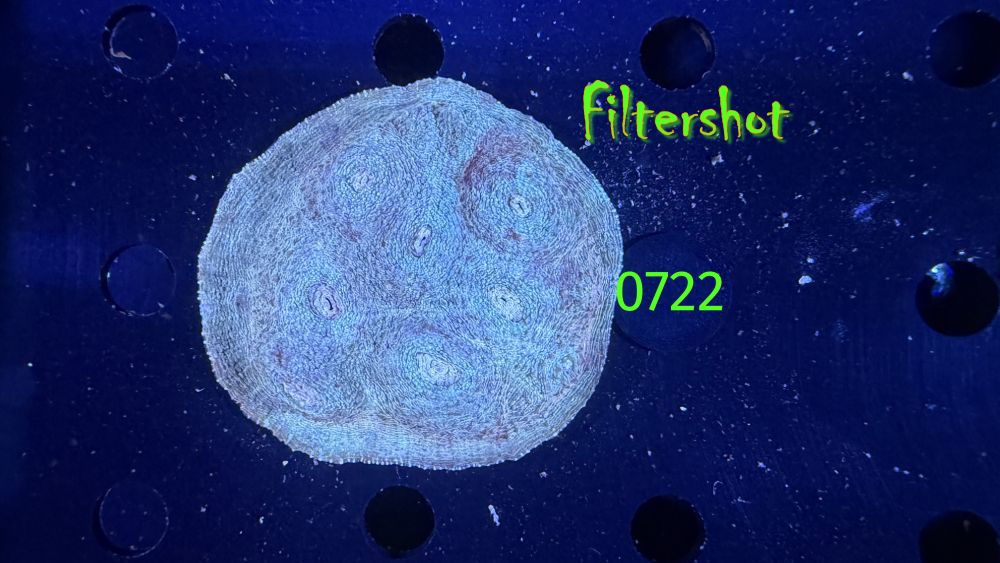 Echinophyllia/Chalice WYSIWYG 0722