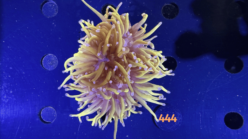 Euphyllia glabrescens WYSIWYG 0444