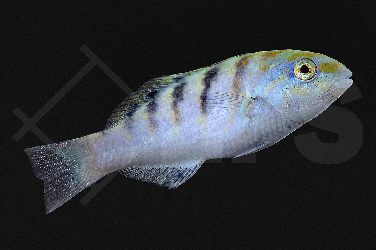 Thalassoma hardwicke - Hardwicks Lippfisch