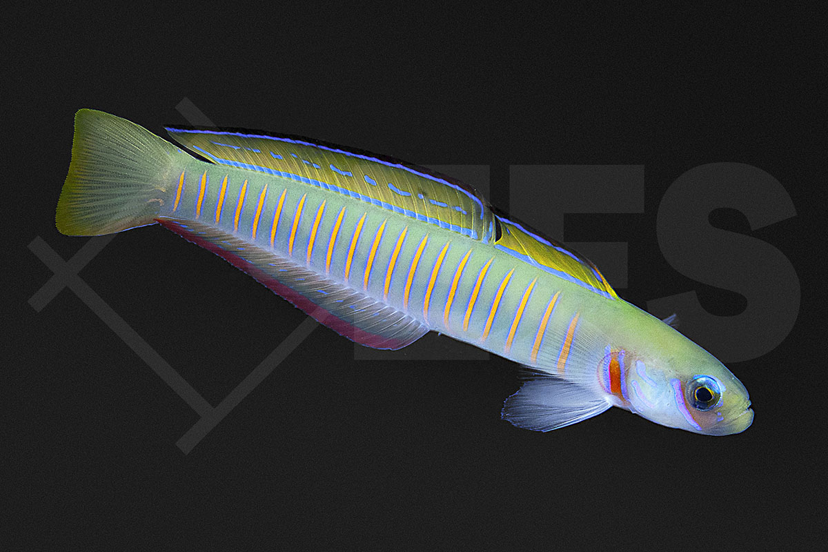 Ptereleotris zebra - Zebra Torpedogrundel