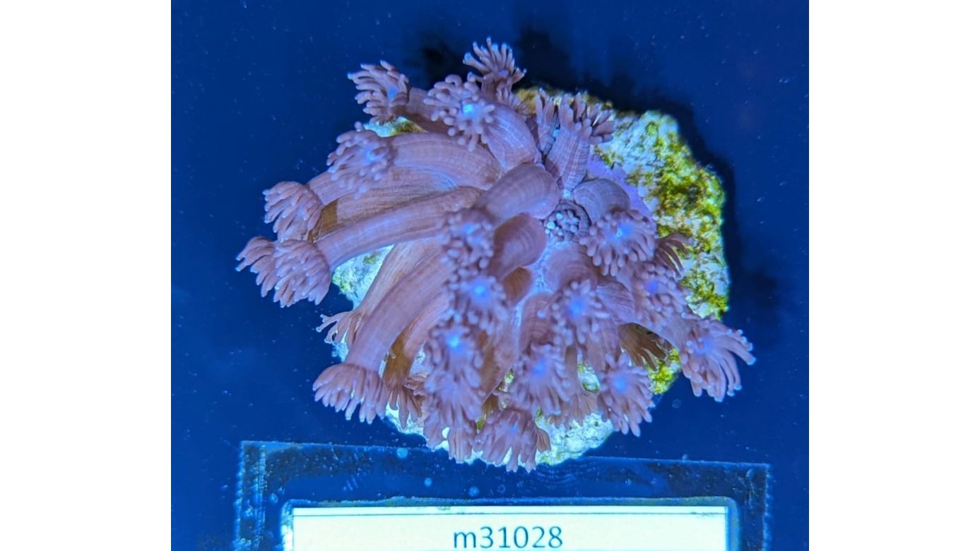 Goniopora sp. - Margeritenkoralle Hellrot Deutsche Nachzucht 0009