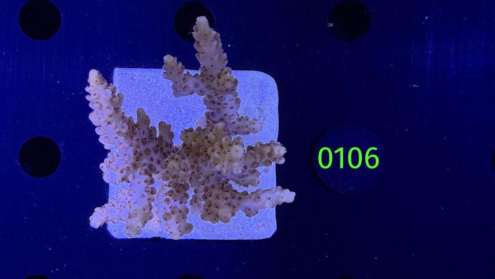 Acropora sp. WYSIWYG 0106