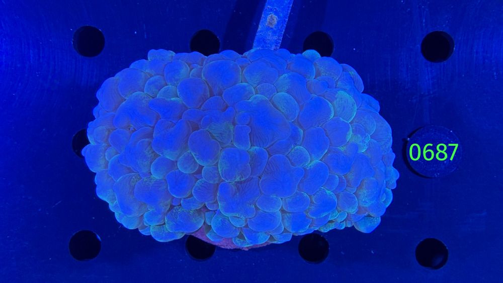 Plerogyra sinuosa - Blasenkoralle WYSIWYG 0687