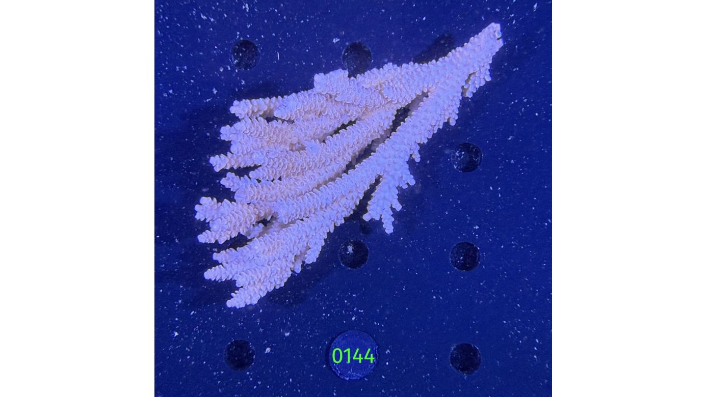 Acropora sp. WYSIWYG 0144