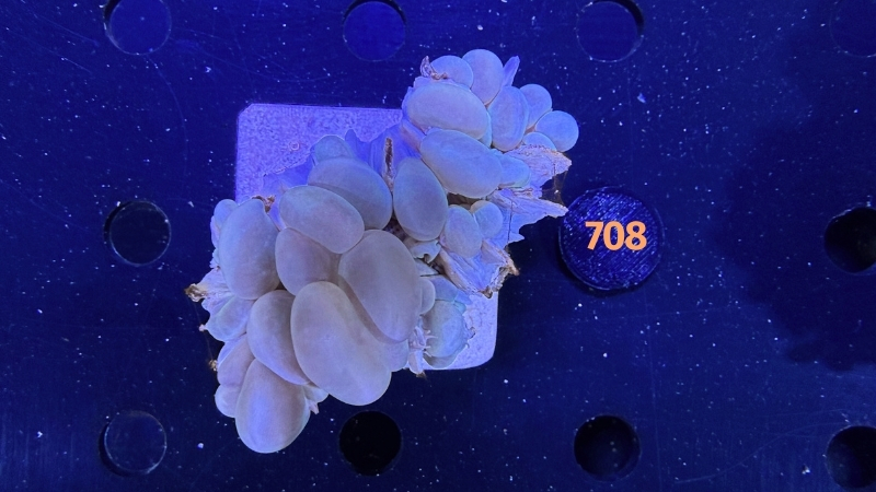 Plerogyra sinuosa - Blasenkoralle WYSIWYG 0708