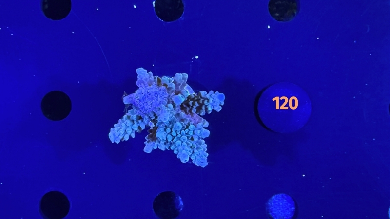 Acropora sp. WYSIWYG 0120