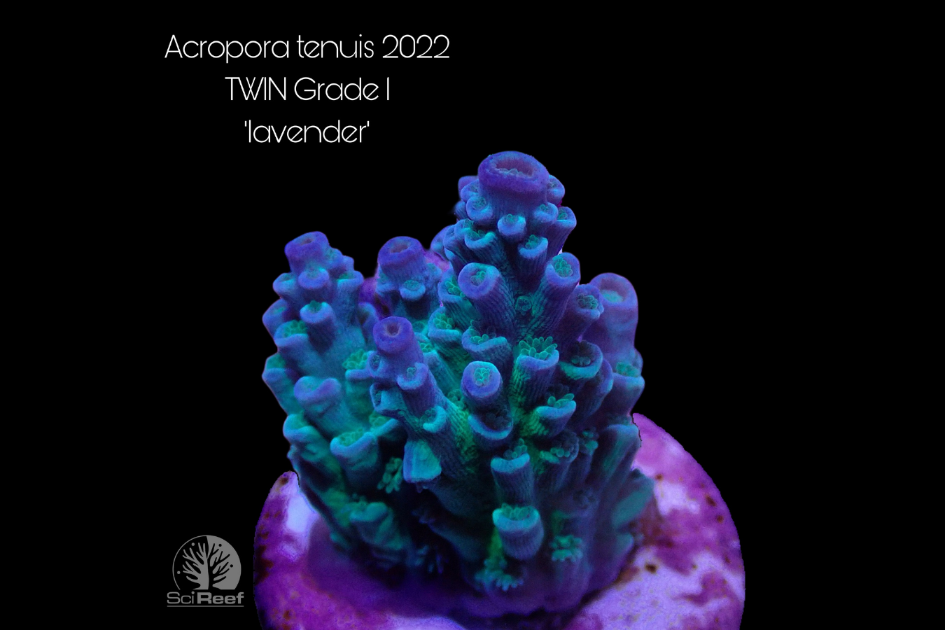 SciReef Acropora tenuis TWIN Grade 1 "lavender" 0292
