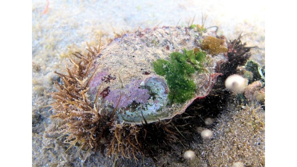 Haliotis asinina - Meerohr