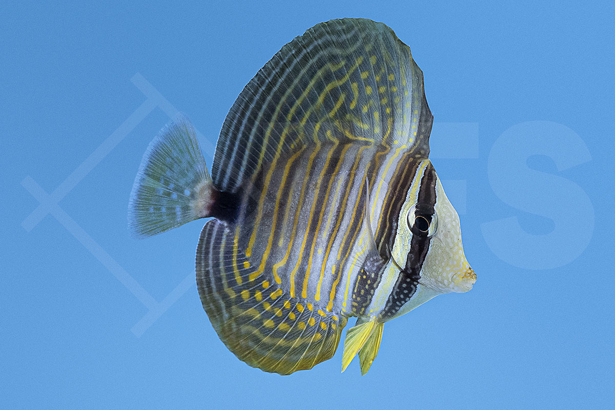 Zebrasoma desjardinii - Indischer Segelflossendoktor