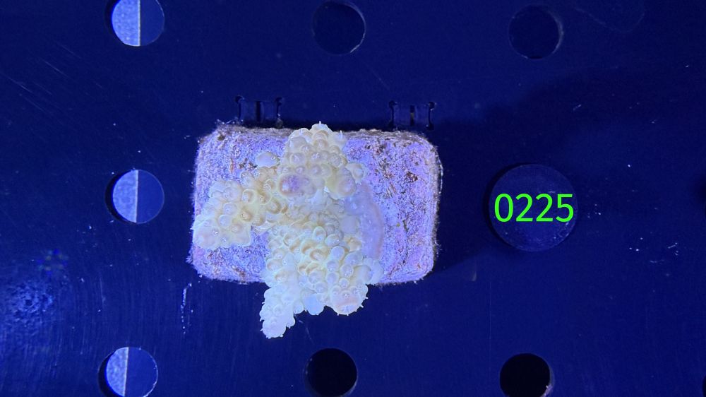 Acropora sp. WYSIWYG 0225