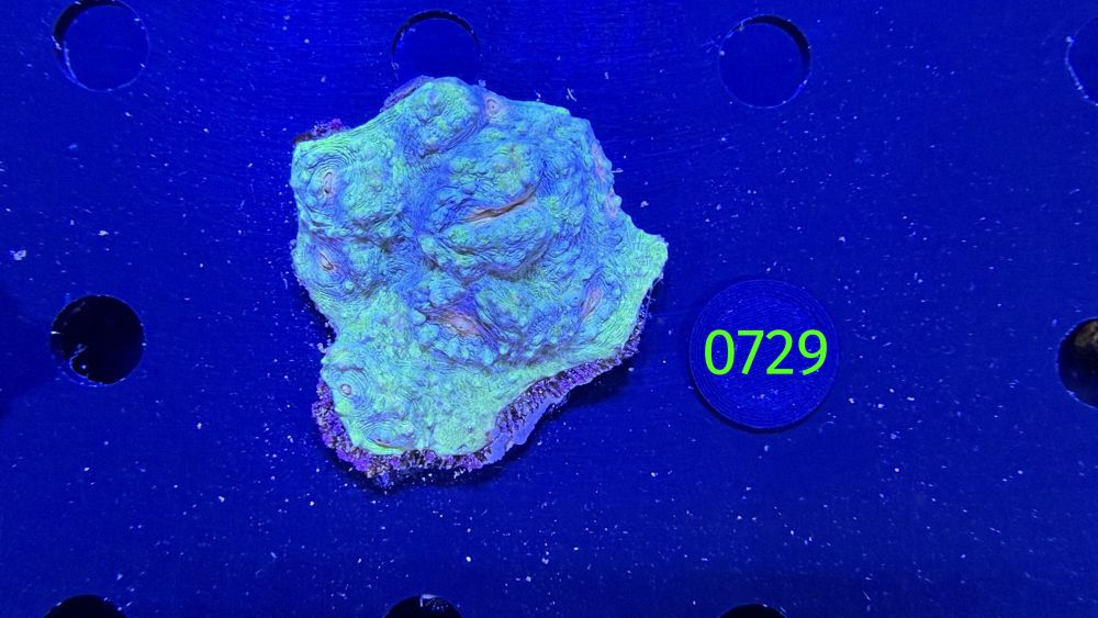 Echinophyllia/Chalice WYSIWYG 0729