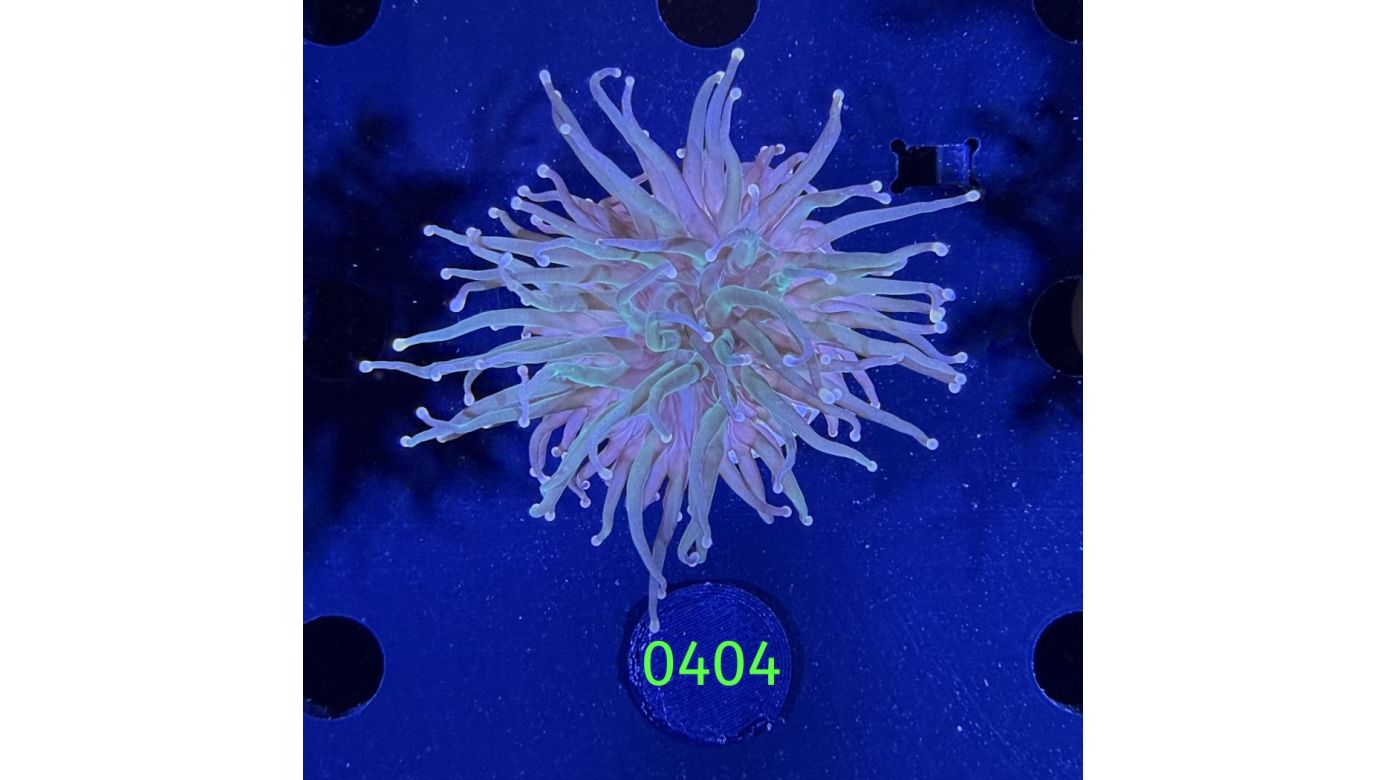 Euphyllia glabrescens - Fackelkoralle Torch 0404