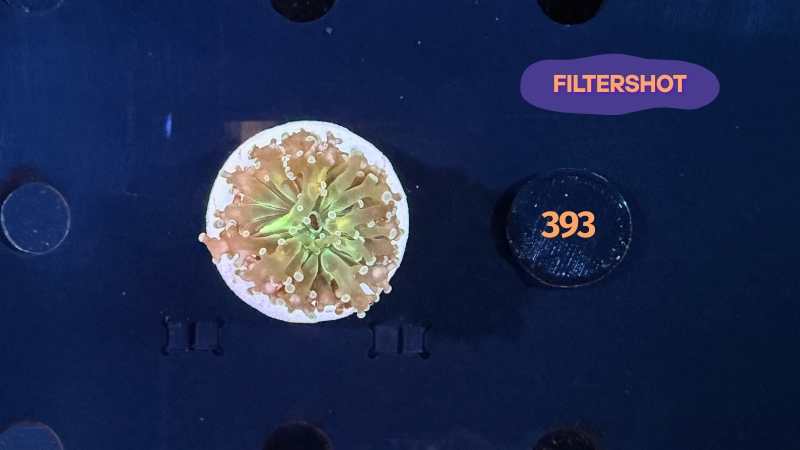 Euphyllia paradivisa - Froschlaichkoralle 0393