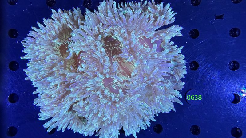 Catalaphyllia jardinei WYSIWYG 0638