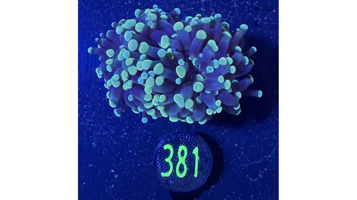 Euphyllia paraancora 2 Kopf "gold/grün"  - Deutsche Nachzucht 0381