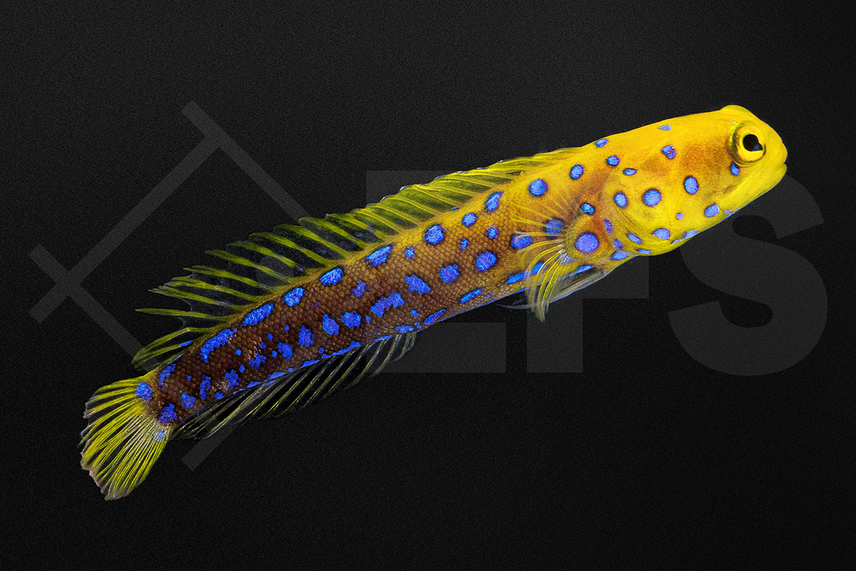 Opistognathus rosenblatti - Blaugepunkteter Brunnenbauer