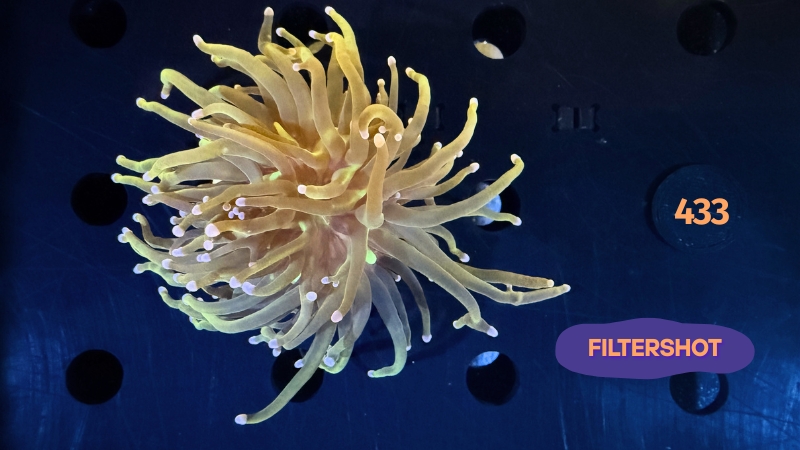 Euphyllia glabrescens - Fackelkoralle Torch 1 Kopf 0433