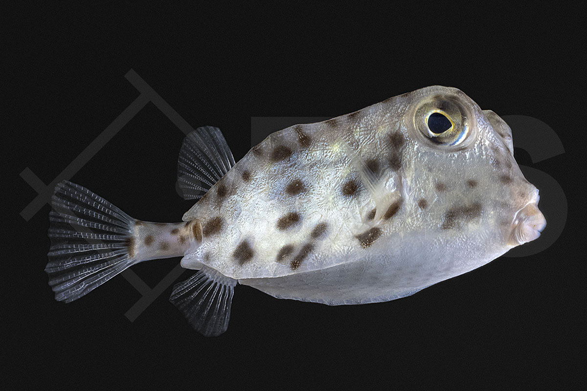 Rynchostracion nasus - Kurzschnäutziger Kofferfisch