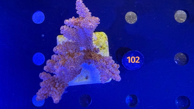 Acropora sp. WYSIWYG 0102