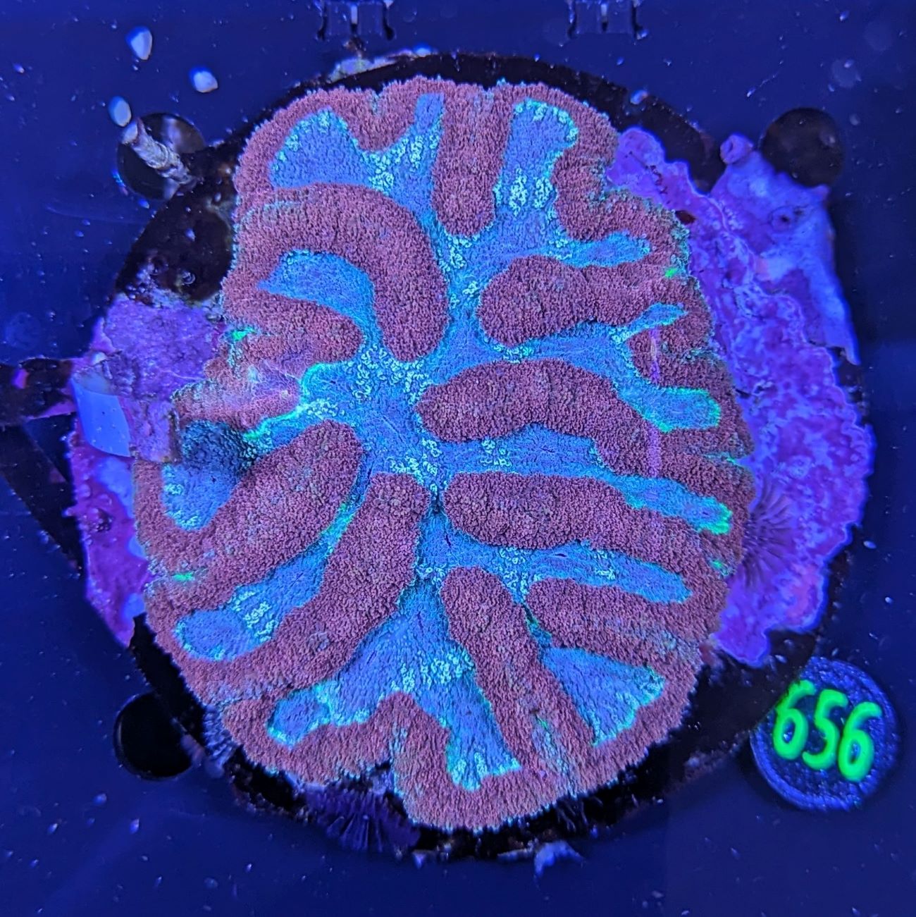 Symphyllia WYSIWYG 0656