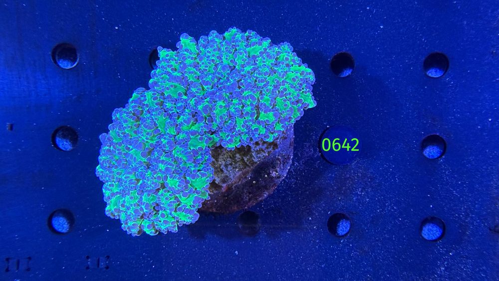 Euphyllia divisa WYSIWYG 0642