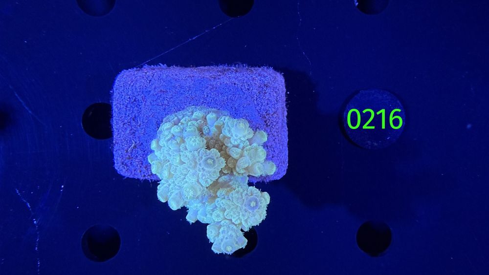 Acropora sp. WYSIWYG 0216