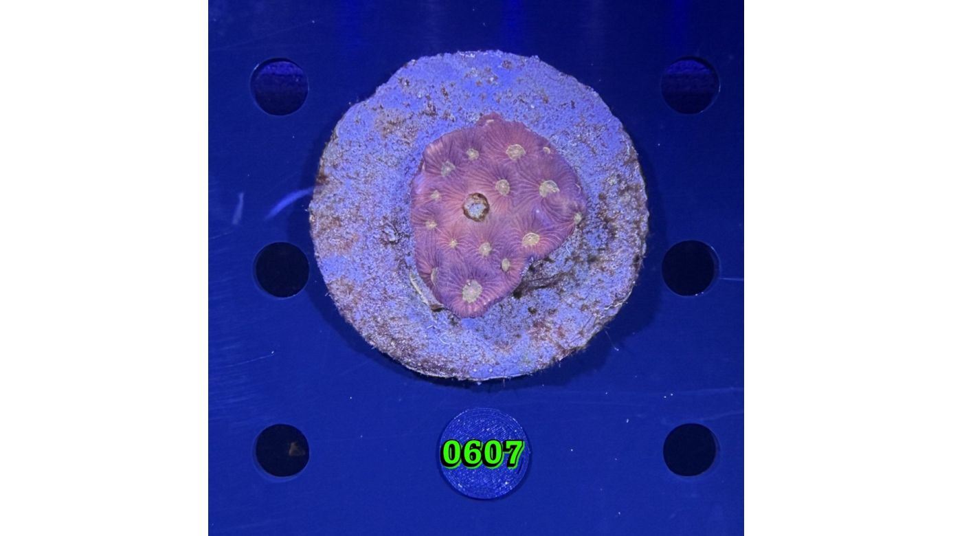 Favites sp. WYSIWYG 0607