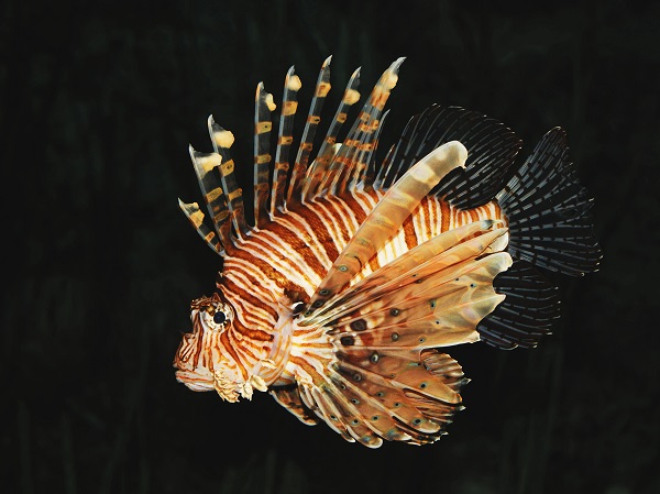 Pterois Mombasae - Afrikanischer Feuerfisch