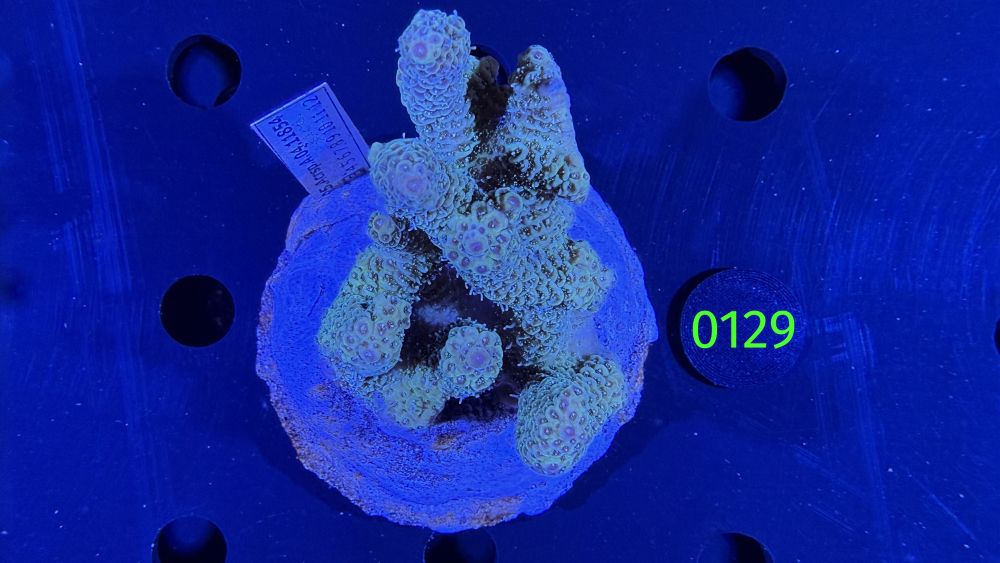 Acropora sp. WYSIWYG 0129