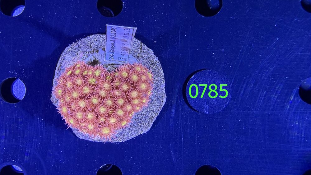 Goniopora sp. WYSIWYG 0785