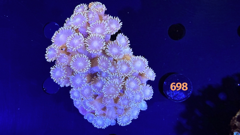 Tubinaria sp. WYSIWYG  0698