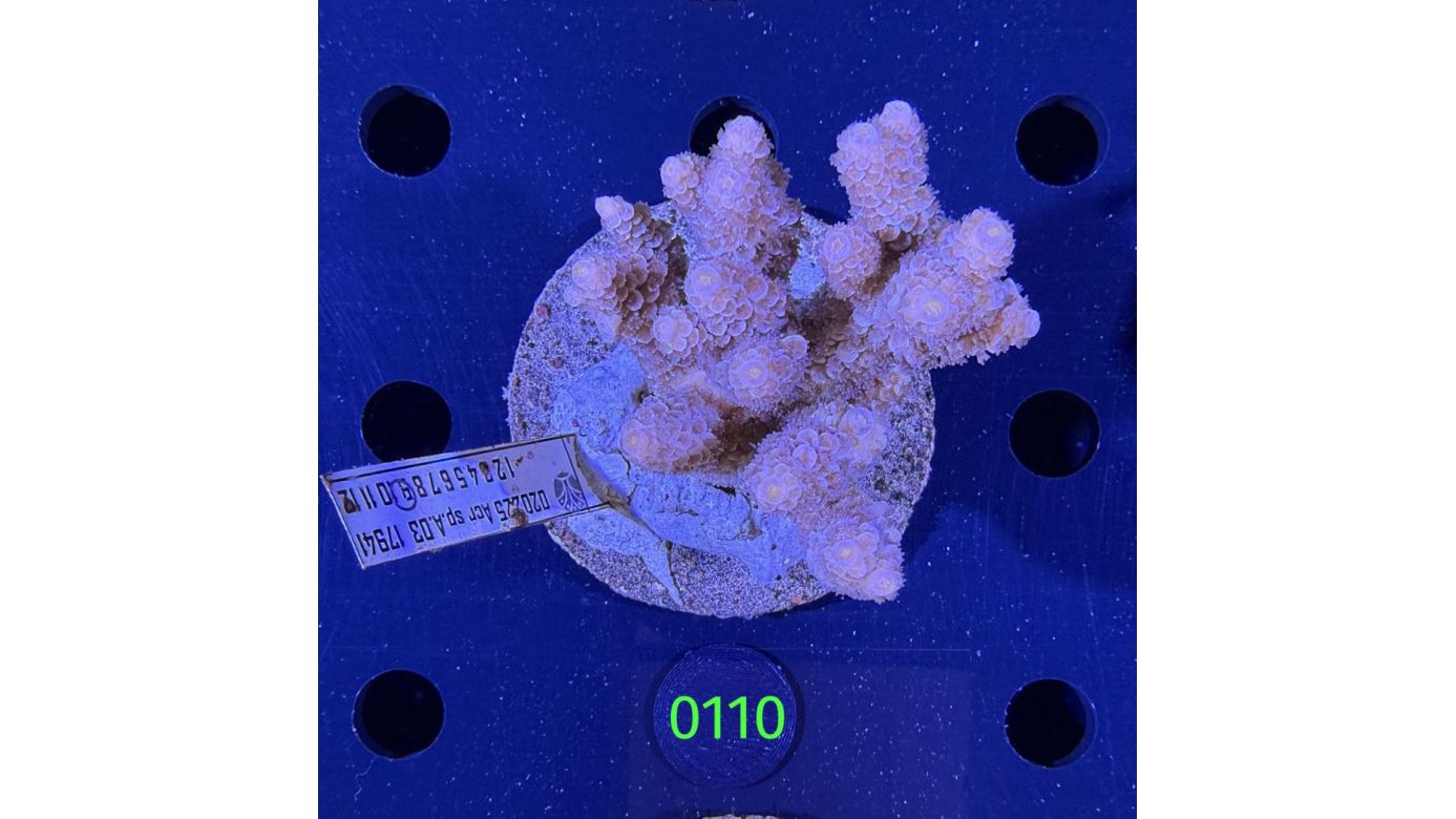 Acropora sp. WYSIWYG 0110