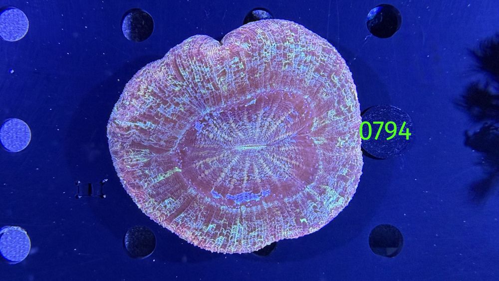 Trachyphyllia geoffroyi WYSIWYG 0794