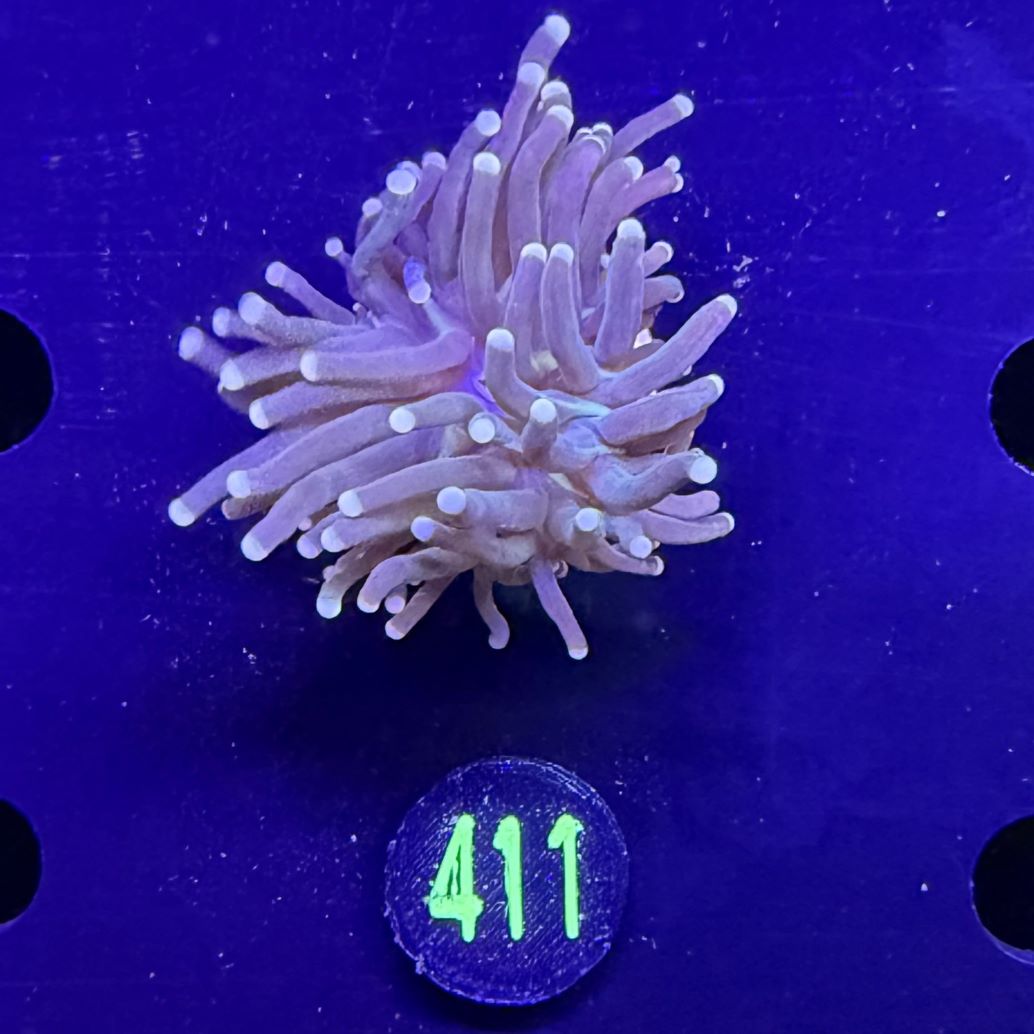 Euphyllia glabrescens - Fackelkoralle Torch 0411