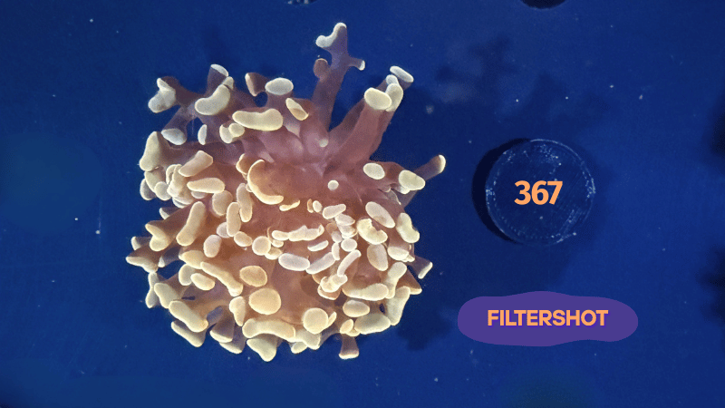 Euphyllia paraancora "Rosegold" 0367