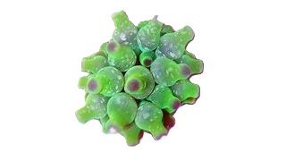 Entacmaea sp. - grüne Mini Anemone (Crassa)