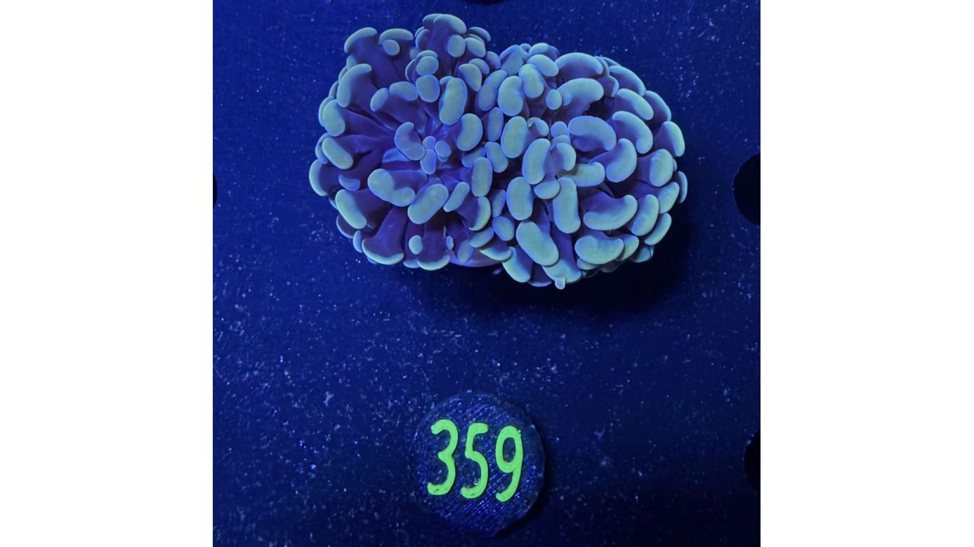 Euphyllia paraancora 2 Kopf "Golden Nugget" - Deutsche Nachzucht 0359