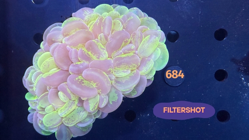 Plerogyra sinuosa - Blasenkoralle WYSIWYG 0684