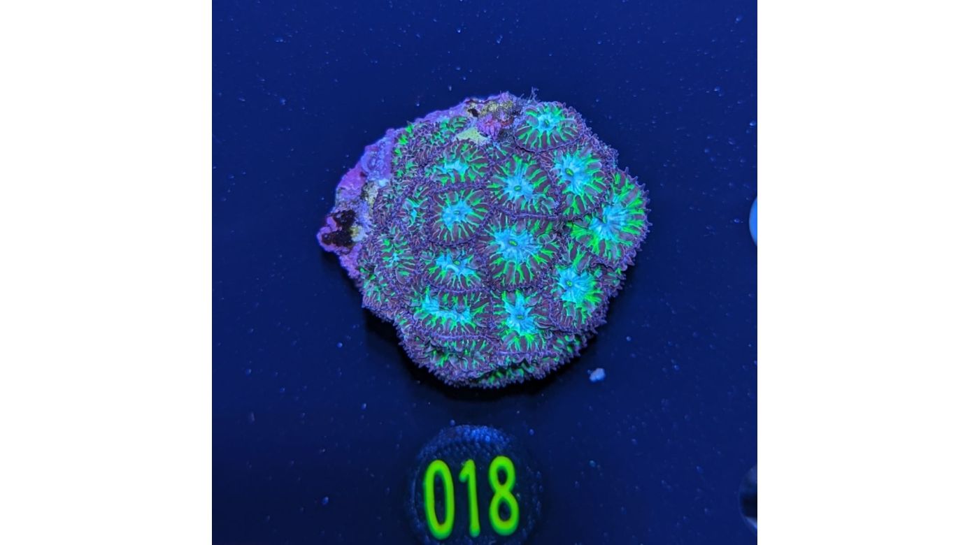 Blastomussa merleti - Hirnkoralle Neon Forrest Deutsche Nachzucht 0018