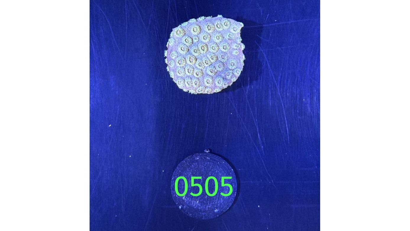 Cyphastrea sp. - Meterorschauer Koralle DNZ 0505