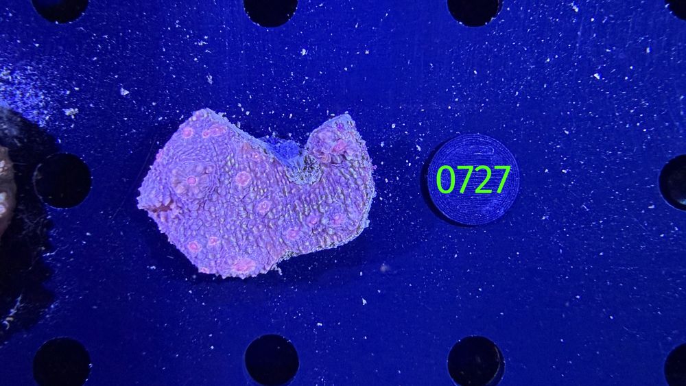 Echinophyllia/Chalice WYSIWYG 0727