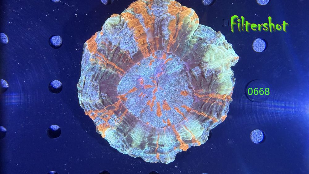 Acanthopyhllia deshayesiana WYSIWYG 0668