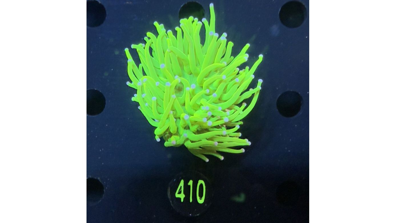 Euphyllia glabrescens - Fackelkoralle Torch "Holy Grail" 0410